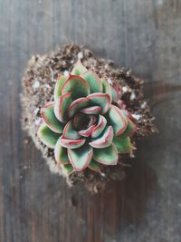 Close-up of succulent plant