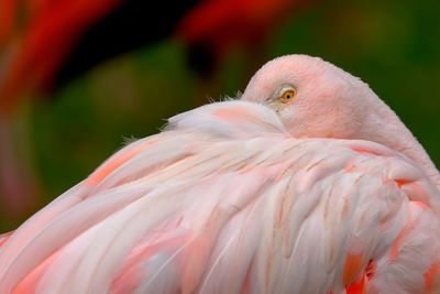 Close-up of flamingo