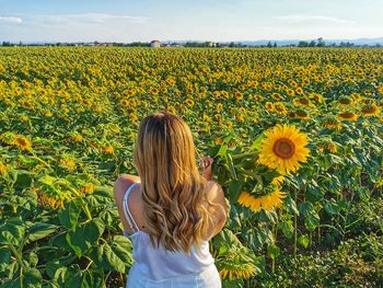 Rear view of woman standing in sunflower field