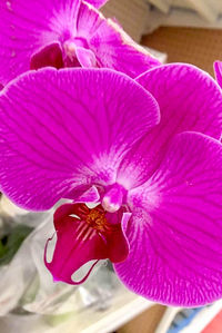 Close-up of pink orchids