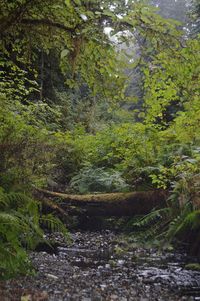 Scenic view of forest