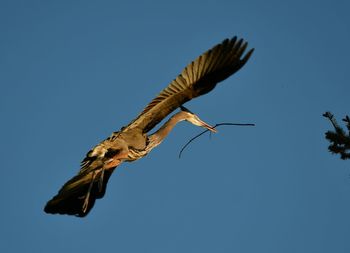 Low angle view of bird flying against clear blue sky