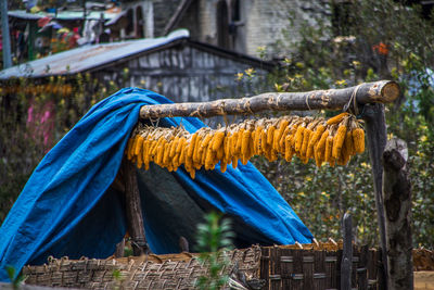 Hanging corn