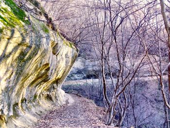 River passing through forest