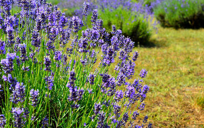 Close-up of purple flowers blooming outdoors