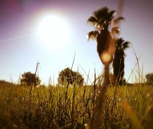 Close-up of stalks on grassy field against bright sun