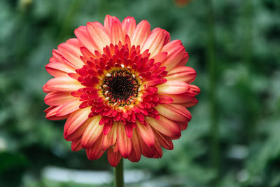 Close-up of red flower