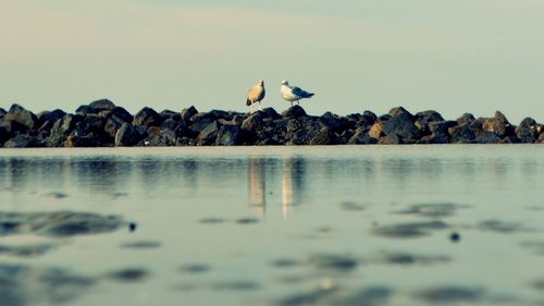 Flock of birds in the sea against sky