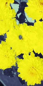 Close-up of yellow flowers