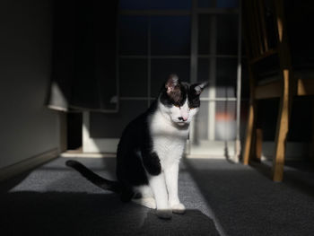 Cat sitting on floor at home