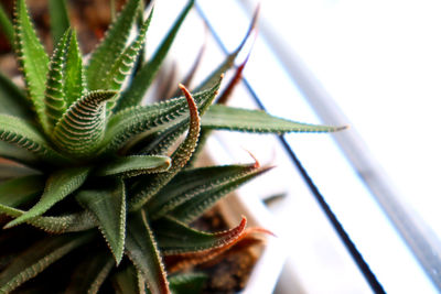 Plant by the window