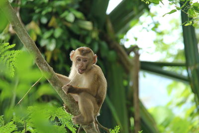 Monkey sitting on tree