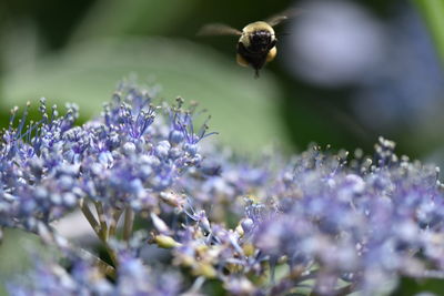 Bee pollinating on purple flower