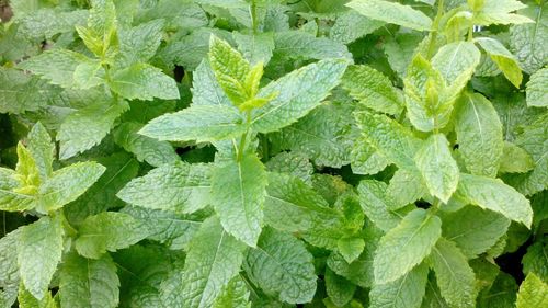 Full frame shot of mint leaves