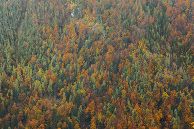 High angle view of autumn trees in forest