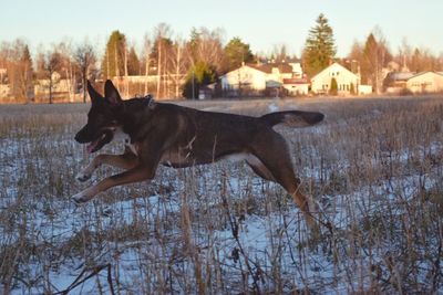 Dog running on field