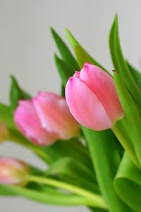 Close-up of pink flowers