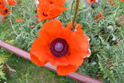 High angle view of orange poppy on field