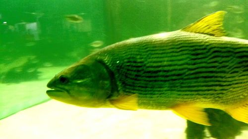 Close-up of turtle swimming in aquarium