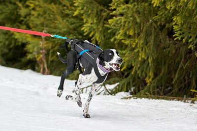 Running pointer dog on sled dog racing. winter dog sport sled team competition. english pointer dog