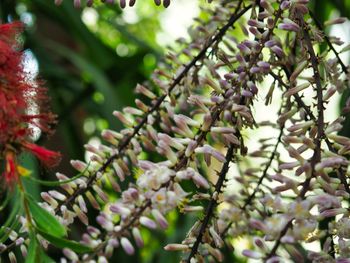 Close-up of purple flowering plant