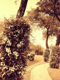 Road amidst trees against sky