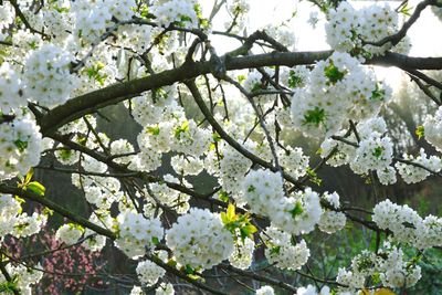 Low angle view of apple blossoms in spring