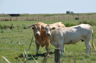 Cows standing in field