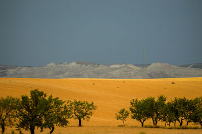 Scenic view of trees on field against sky