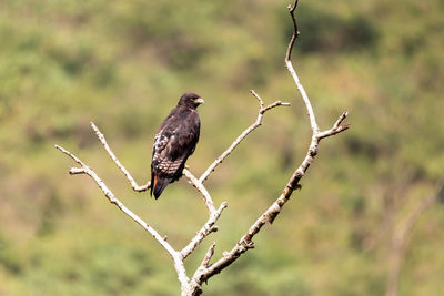 Close-up of bird perching on branch