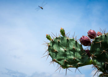 Low angle view of cactus plant against sky