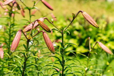 plant
