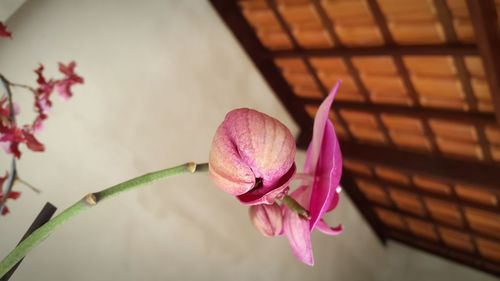 Close-up of pink flower against blurred background