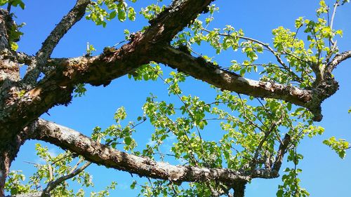 Low angle view of trees against blue sky