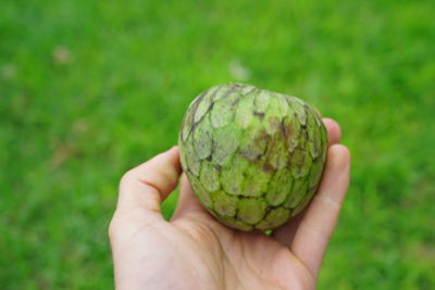 Close-up of hand holding fruit