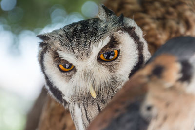 Close-up of eurasian eagle owl