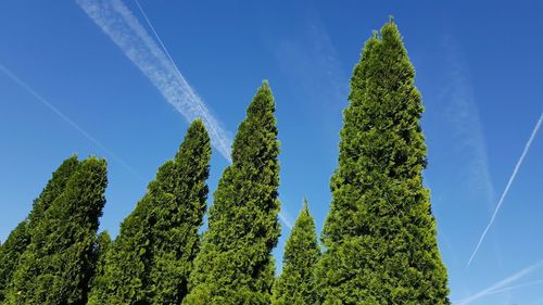 Low angle view of trees against blue sky