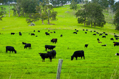 Horses grazing in a field