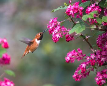 Bird flying in a pink flower