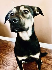 Portrait of dog sitting on wooden floor