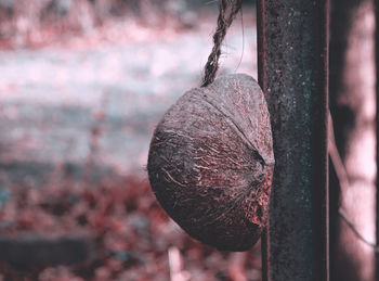 Close-up of coconut shell hanging outdoors