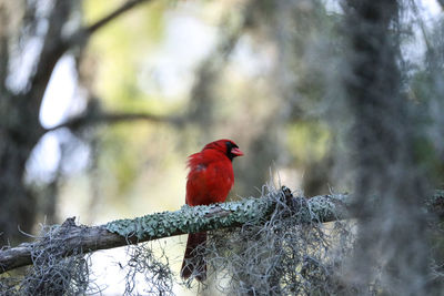 Bird perching on branch