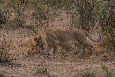 Lions in the wild