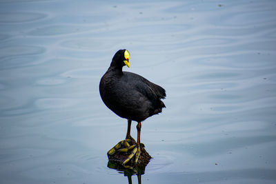 High angle view of duck swimming on lake