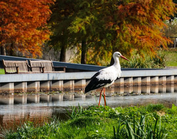 Bird perching on a lake