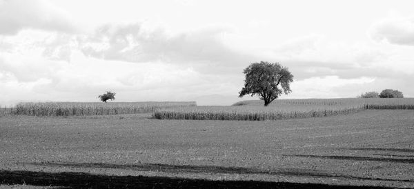 Scenic view of agricultural field against sky