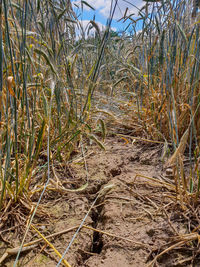 Plants growing on field