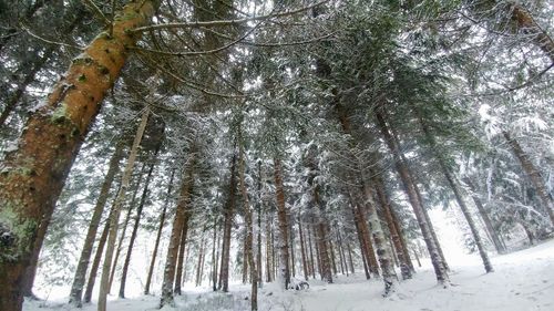 Low angle view of trees in forest during winter