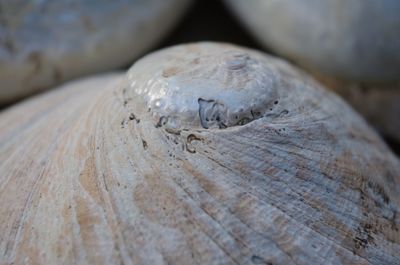 Close-up of shell on tree