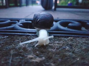 Close-up of mushroom growing on field